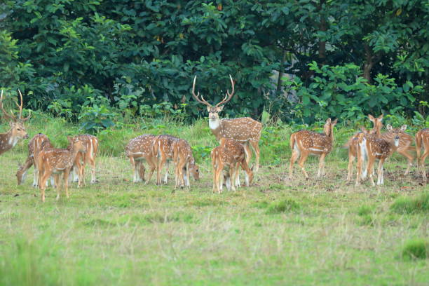 istock Wild roe deer herd in a field in Nepal 1073908052
