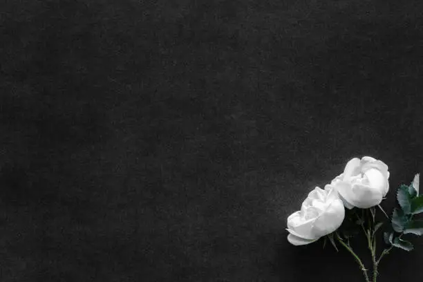 Photo of Fresh, white roses on black, dark background. Condolence card. Empty place for emotional, sentimental text, quote or sayings. Top view. Flat lay.