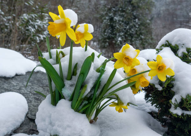 jonquilles dans la neige - flower winter narcissus daffodil yellow photos et images de collection