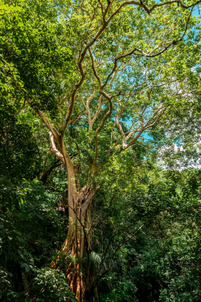 istock Directly below view of a big tree in the wild 1073913150