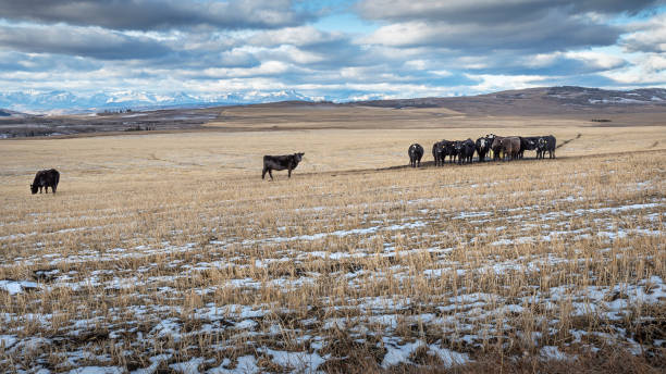 istock Pasture in Alberta Foothills 1073913334