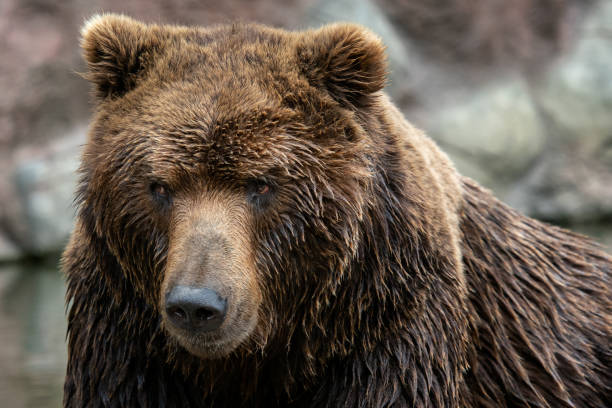 istock Portrait of Kamchatka bear (Ursus arctos beringianus) 1073916084