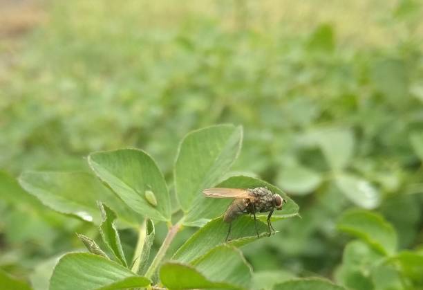 istock Fly and plant louse 1073916138