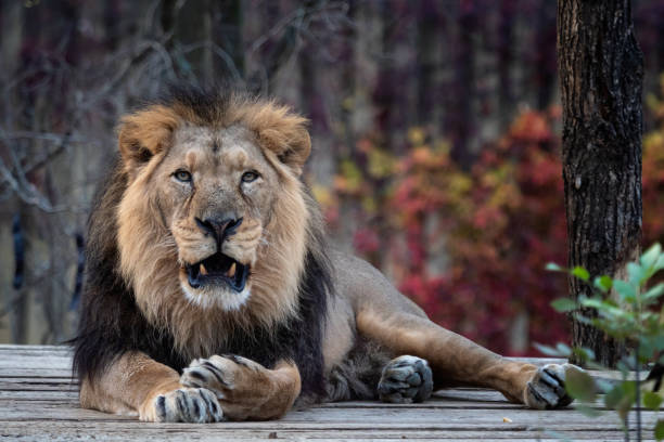 Asiatic lion (Panthera leo persica). A critically endangered species. Asiatic lion (Panthera leo persica). A critically endangered species. asian lion stock pictures, royalty-free photos & images