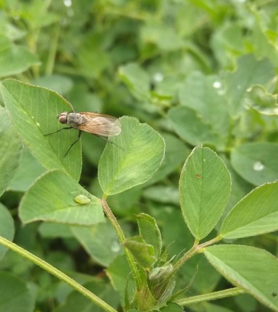 istock Fly and plant louse 1073917064