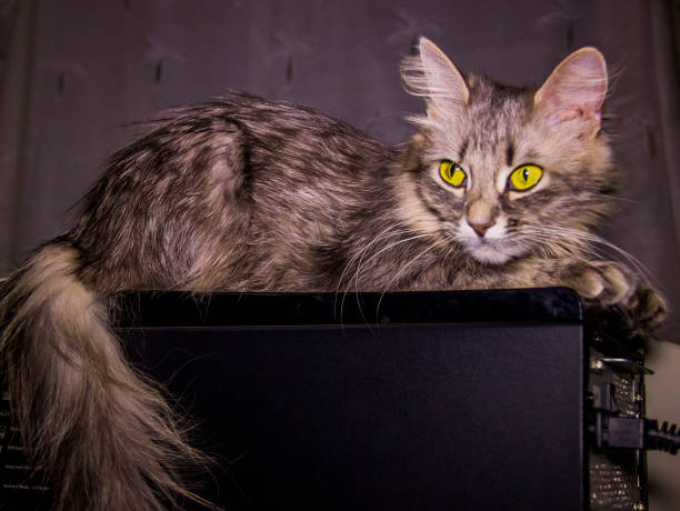 istock grey cat with big yellow eyes 1073918820