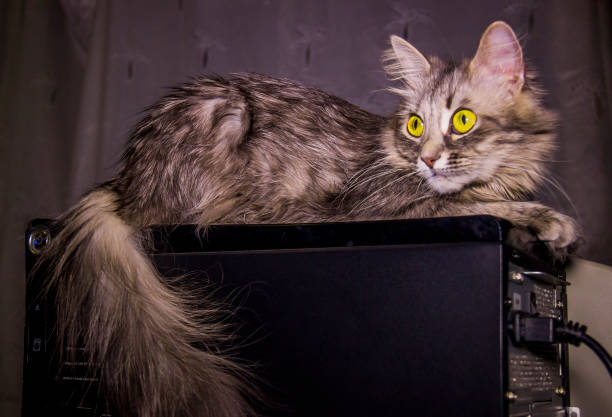 istock grey cat with big yellow eyes 1073918886