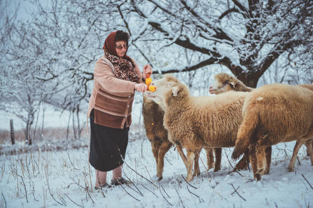Free picture: granny, village, rural, old, sheep, old woman, crossroads ...