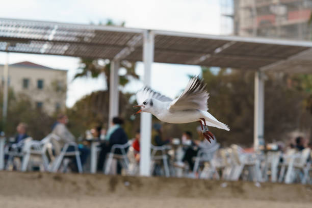 Wildlife near the people
