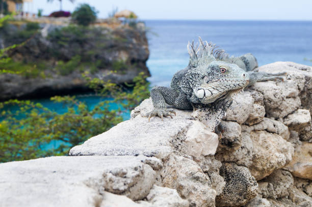 istock Iguana basks in the sun at Playa Lagun in Curacao 1073921718
