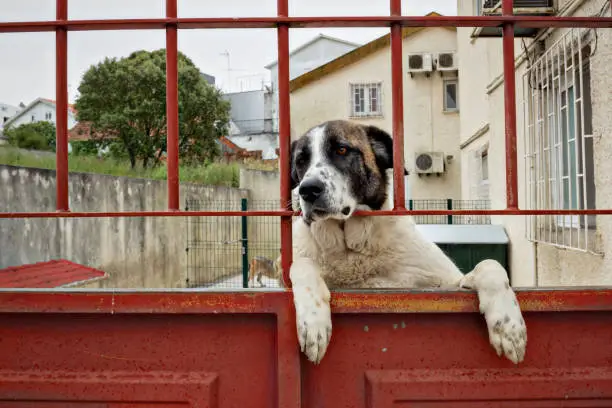 Saint-Bernard dog looking through the fence outdoor view of a house