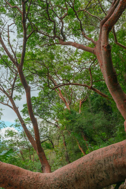 istock Wild majestic tree in the rainforest 1073924654