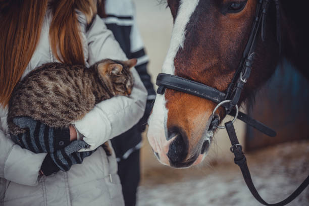 istock Cat on hands and horse 1073925126