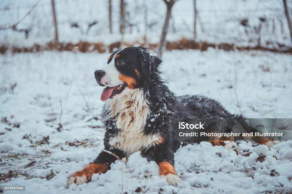 Bernese mountain dog plays in snow Bernese mountain dog enjoys the snow, portrait. Running in the snow. Dog catching snow. Animal Stock Photo