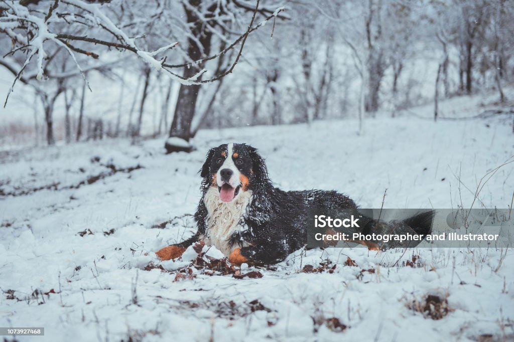 Bernese mountain dog plays in snow Bernese mountain dog enjoys the snow, portrait. Running in the snow. Dog catching snow. Animal Stock Photo