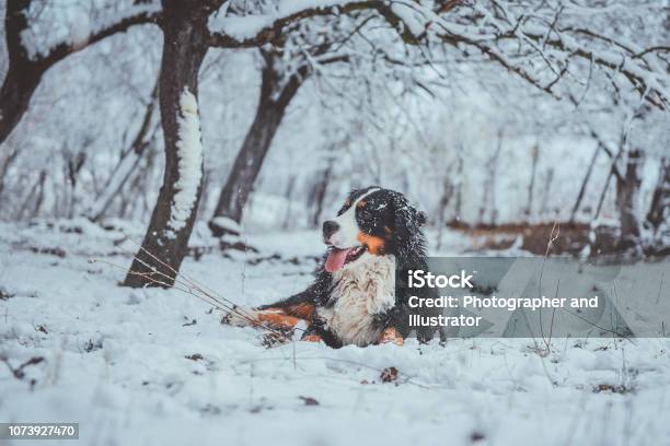 Bernese Mountain Dog Plays In Snow Stock Photo - Download Image Now - Animal, Animal Body Part, Animal Hair