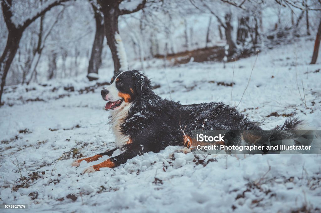 Bernese mountain dog plays in snow Bernese mountain dog enjoys the snow, portrait. Running in the snow. Dog catching snow. Animal Stock Photo