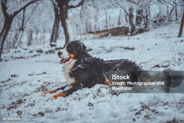 Bernese Mountain Dog Plays In Snow Stock Photo - Download Image Now - Animal, Animal Body Part, Animal Hair