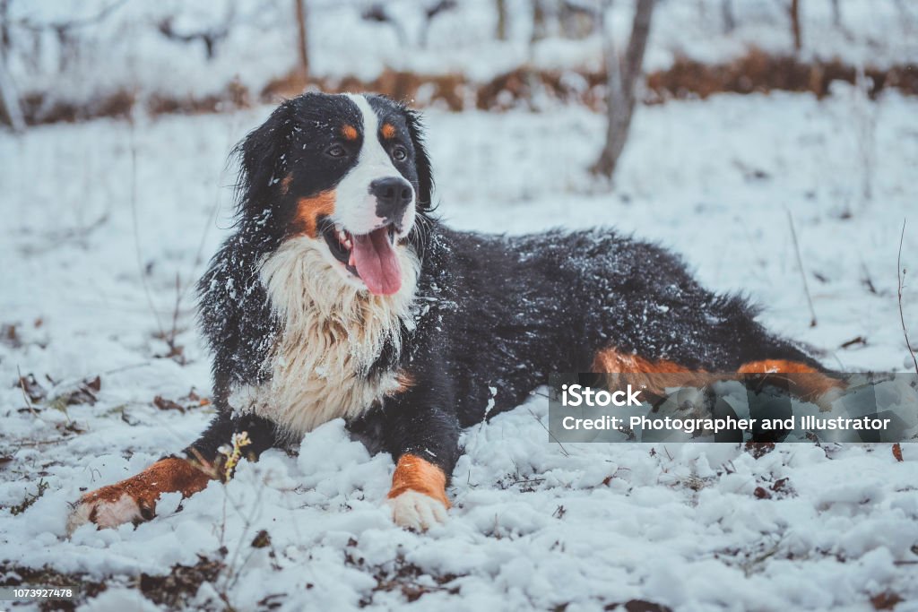 Bernese mountain dog plays in snow Bernese mountain dog enjoys the snow, portrait. Running in the snow. Dog catching snow. Animal Stock Photo