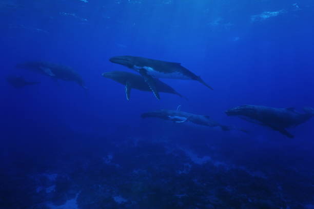 istock Group of humpback whales underwater Pacific ocean 1073932170