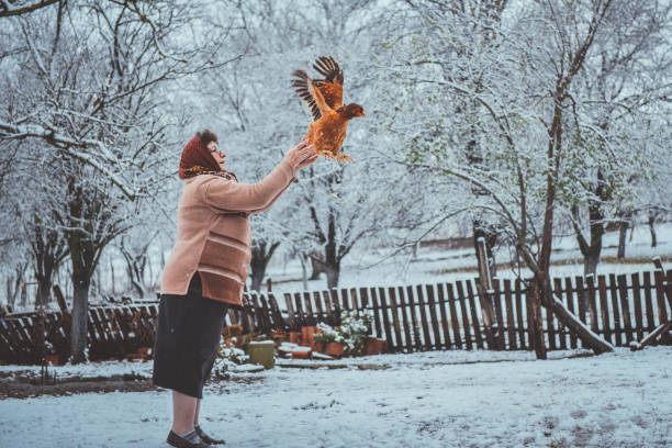 istock Senior woman with her chicken. Flying. 1073941892