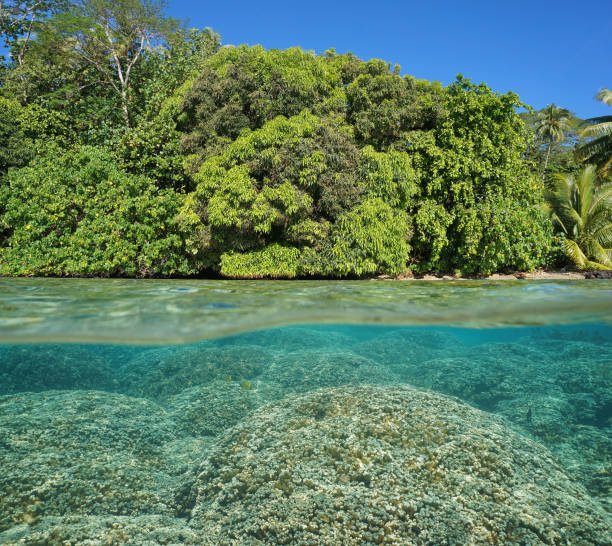 istock Half and half foliage tropical shore and corals 1073950658
