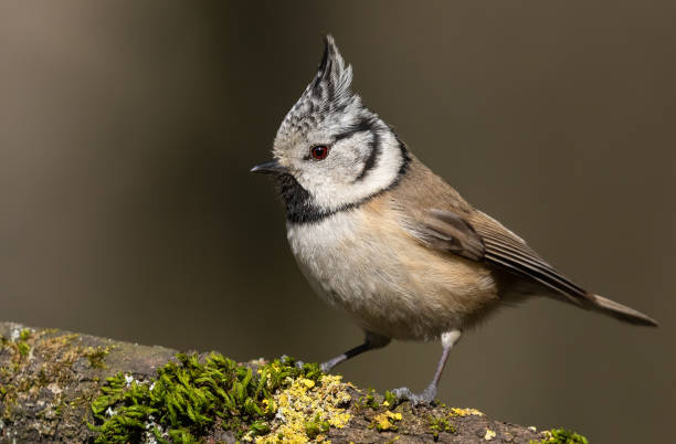 istock European crested tit perching on a branch 1073955236