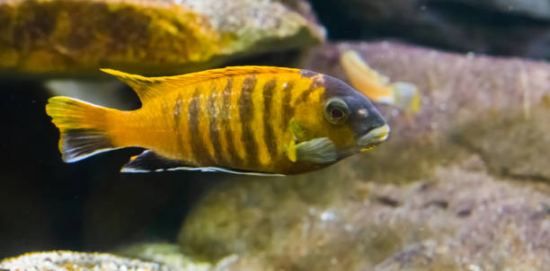 venustus giraffe hap cichlid fish, a tropical aquarium pet from the malawi lake in Africa venustus giraffe hap cichlid fish, a tropical aquarium pet from the malawi lake in Africa nimbochromis venustus stock pictures, royalty-free photos & images