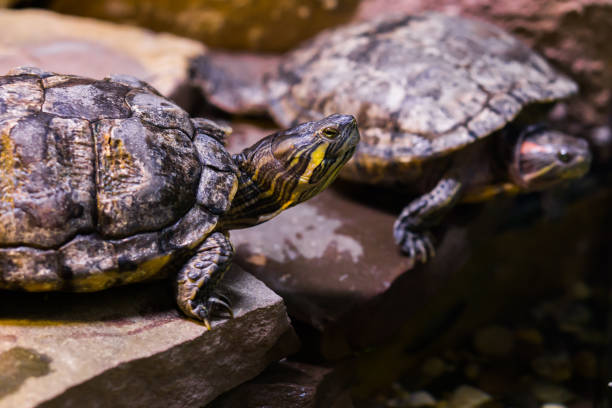 istock cumberland slider turtle head in closeup with another turtle in the background 1073955876
