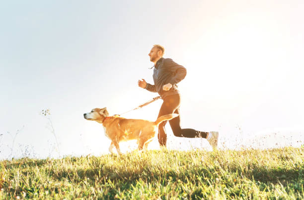 istock Man runs with his beagle dog. Morning Canicross exercise 1073958404