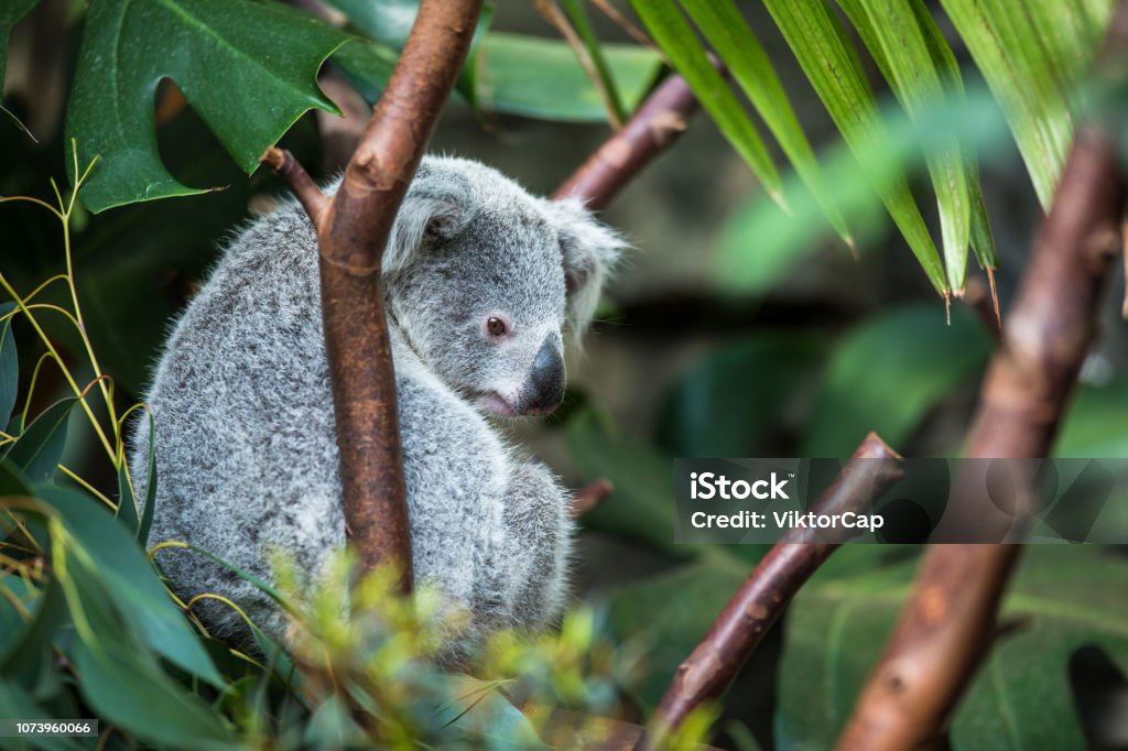 Coala on tree Brisbane Stock Photo