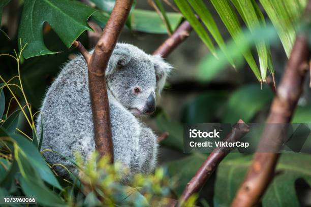 Coala On Tree Stock Photo - Download Image Now - Brisbane, Koala, Nature