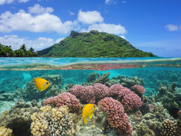 istock Island coral and fish underwater French Polynesia 1073962034