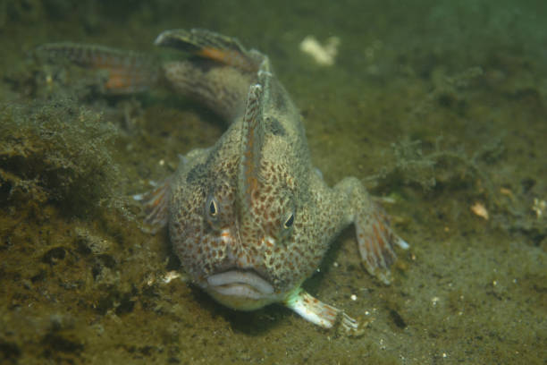 istock Spotted Handfish, Hobart, Tasmania, Australia. 1073964526