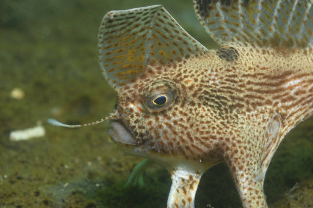 spotted handfish, Brachionichthys hirsutus, rare, endemic and threatened, Hobart, Tasmania, Australia, Tasman Sea, Southern Ocean