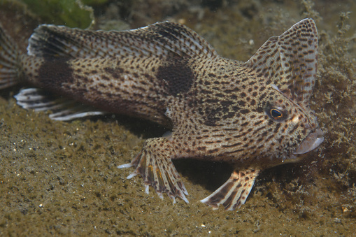 spotted handfish, Brachionichthys hirsutus, rare, endemic and threatened, Hobart, Tasmania, Australia, Tasman Sea, Southern Ocean