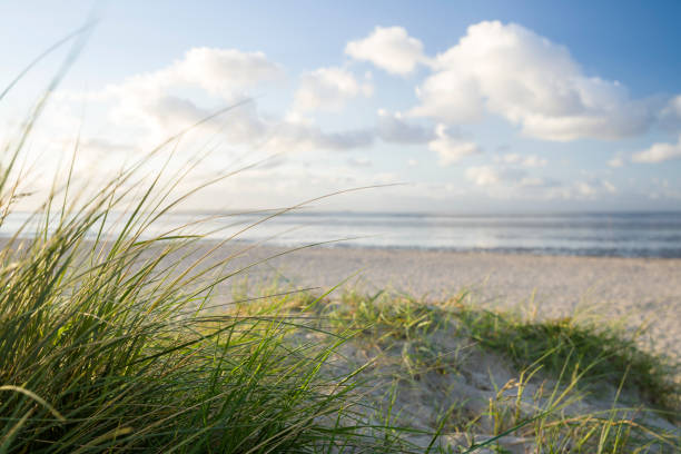 istock Sand dune with beach grass at the german North Sea 1073968268