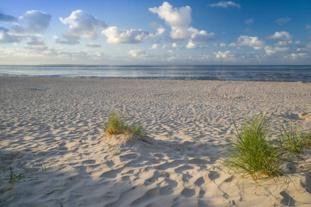 Sand dune with beach grass at the german North Sea on sunny summer evening. Wadden Sea during low tide under blue sky with cumulus clouds. Schillig, Wangerland, Friesland - district, Germany, Europe.