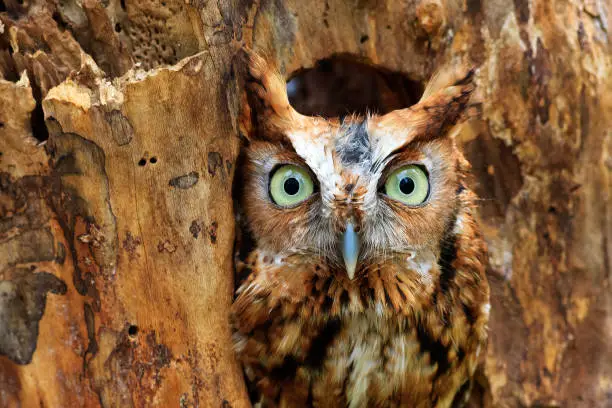 An Eastern Screech Owl peeking out of hole in the tree