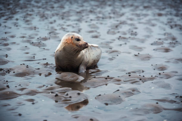 Single seal in wadden sea on cold winter morning. Animal is looking at camera. Schillig, Wangerland, Friesland - district, Germany, Europe.