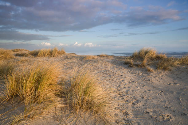 istock Sand dune with beach grass at the german North Sea 1073973442