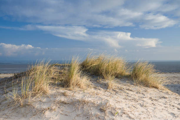 istock Sand dune with beach grass at the german North Sea 1073973556