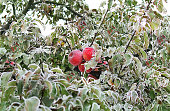 The image of an apple tree in the garden, ice crystals on the leaves and apples, toning, blurring. Abstract background, soft focus