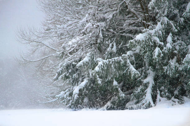 View of winter forest with fresh falling snow in Latvia