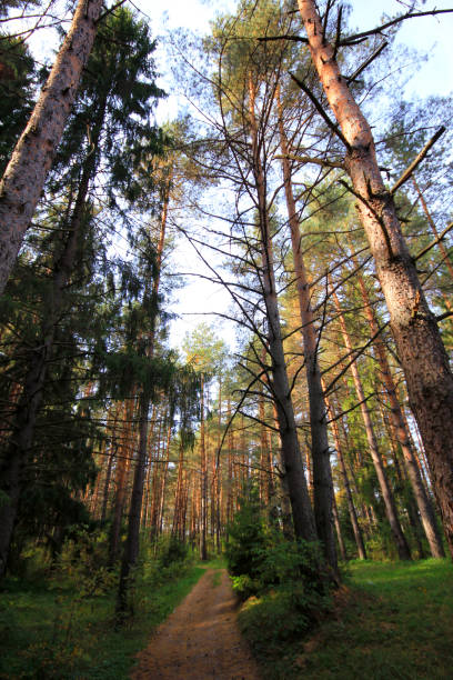 istock Road in autumn conifer forest 1073978238