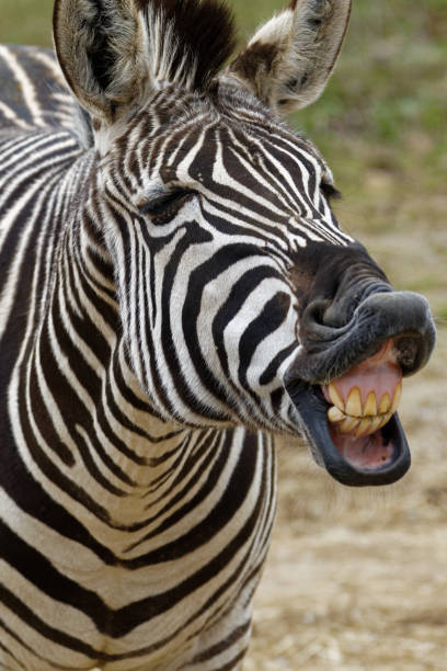 istock Now that's a good joke 1073978298