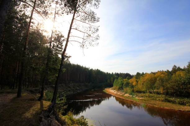 istock Pinewood autumn forest river landscape 1073978504