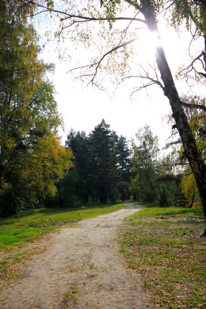 istock Landscape with road in beautiful autumn forest 1073978780