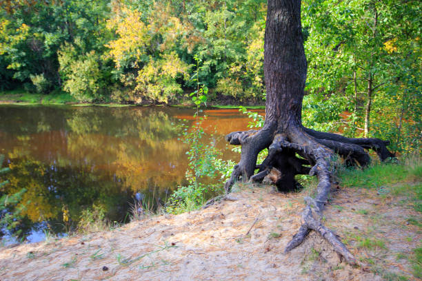 istock Pinewood autumn forest river landscape 1073979874