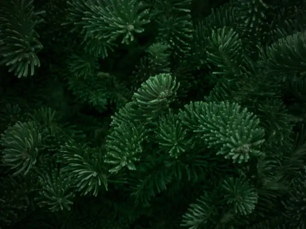Photo of Green Fraser Fir Christmas Texture Background